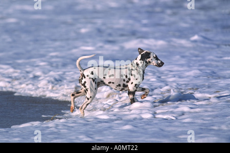 Cane dalmata in esecuzione in surf sulla spiaggia NORFOLK REGNO UNITO Foto Stock