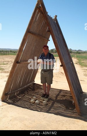 Tourist sorge su uova di struzzo Oudtshoorn nella regione di Karoo Sudafrica RSA Foto Stock