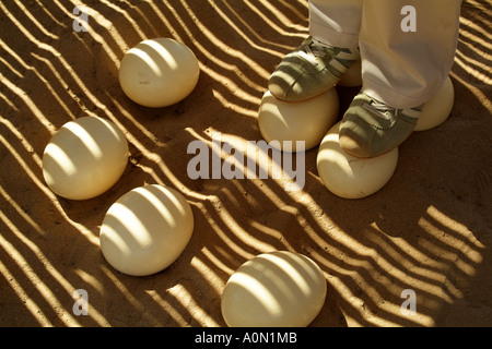 In piedi su uova di struzzo che sono forti di dimostrazione per i turisti Oudtshoorn Karoo regione Sud Africa RSA Foto Stock