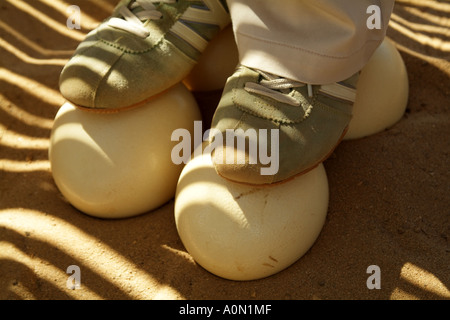 In piedi su uova di struzzo che sono forti di dimostrazione per i turisti Oudtshoorn Karoo regione Sud Africa RSA Foto Stock