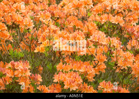 Sussex, Inghilterra. Arbusto di Azalea " gloria mundi' in piena fioritura con arancio-giallo dei fiori in inizio di estate Foto Stock