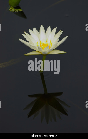Acqua bianco giglio nero contro acqua di stagno Foto Stock