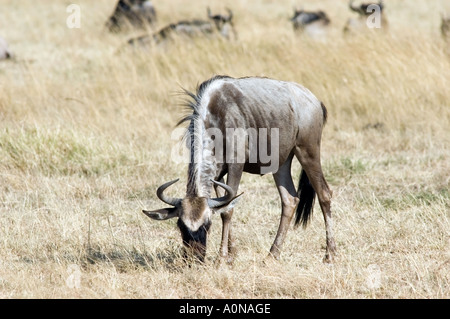 La GNU, connochaetes taurinus, pascolare su Masai Mara Game Reserve, Kenya, Africa orientale. Foto Stock