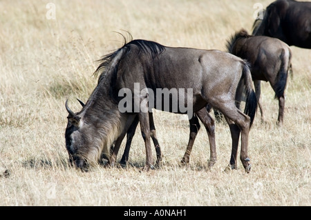 La GNU, connochaetes taurinus, pascolare su Masai Mara Game Reserve, Kenya, Africa orientale. Foto Stock