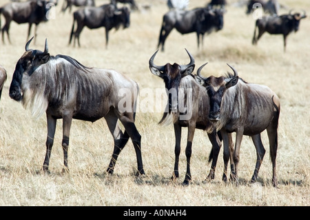 La GNU, connochaetes taurinus, pascolare su Masai Mara Game Reserve, Kenya, Africa orientale. Foto Stock