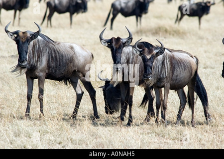 La GNU, connochaetes taurinus, pascolare su Masai Mara Game Reserve, Kenya, Africa orientale. Foto Stock