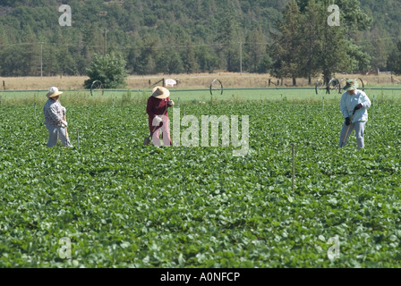 Fattoria di migranti lavoratori che operano in una fattoria nel nord della California Foto Stock