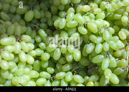 Gruppo di bella Bianca Thompson Seedless uva Foto Stock
