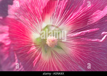 Primo piano della rosa Hollyhock sbocciare dei fiori Foto Stock