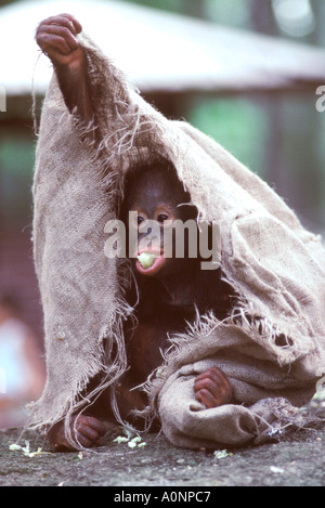 Singapore Zoo. Mentre la madre degli oranghi sta eseguendo i turisti con il suo bambino si diverte con un vecchio sacco Foto Stock