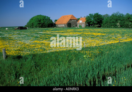 Texel Oosterend Foto Stock