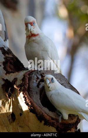 Western lungo Corella fatturati al foro di nesting Foto Stock