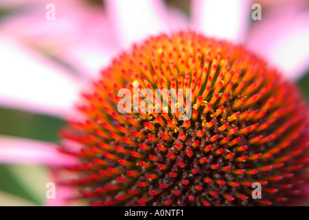 Close up dettaglio astratta di un impianto di echinacea con petali di rosa e arancio brillante Foto Stock