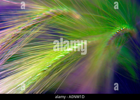 Dettaglio sfocata di lussureggiante verde erba Hordeum Murinum Foto Stock