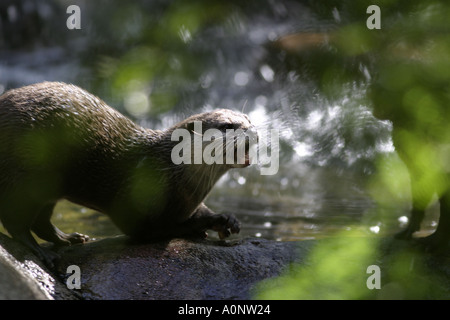 Corto malese artigliato otter su roccia Foto Stock