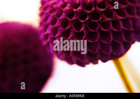 Abstract immagine macro di un vibrante fiore rosso dettagli su una levetta Foto Stock