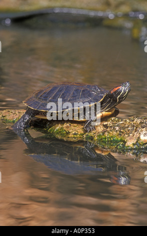 RED EARED SLIDER Trachemys scripta Foto Stock