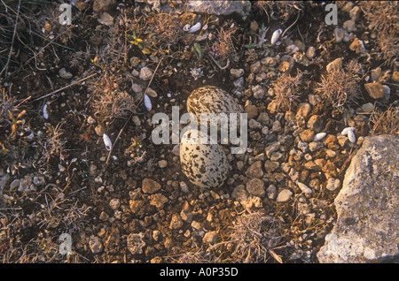 STONE CURLEW Burhinus oedicnemus Foto Stock
