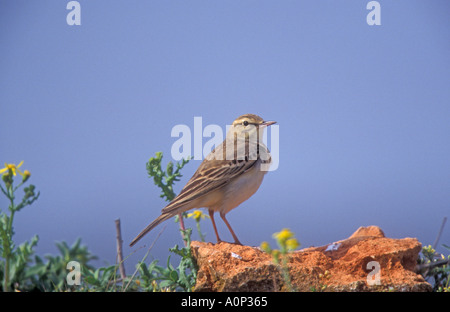 Il TAWNY PIPIT Anthus campestris Foto Stock
