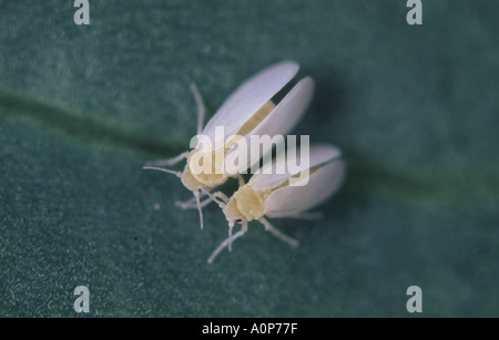 Il cotone whitefly Bemisia tabaci coppia accoppiamento sulla foglia Foto Stock