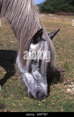 New Forest pony di pascolare su erba corta e di fiori selvaggi nel numero di sun 1640 Foto Stock