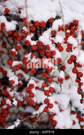 Cotoneaster horizontalis con piante mature di bacche rosse coperte di neve Foto Stock
