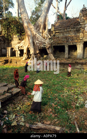 Lavoratori di Preah Kahn tempio complesso,Cambogia,sottobosco di taglio . Un enorme albero di pioppi neri americani di danneggiare il tempio Foto Stock