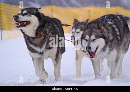 Sci di fondo nel Parco Nazionale Nizke Tatry, Slovacchia, tre stanchi i cani Foto Stock