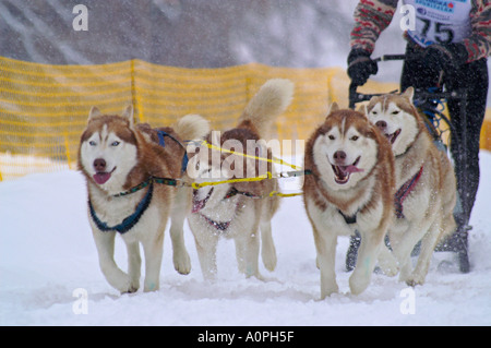 Sci di fondo nel Parco Nazionale Nizke Tatry, Slovacchia, quattro cani marrone Foto Stock