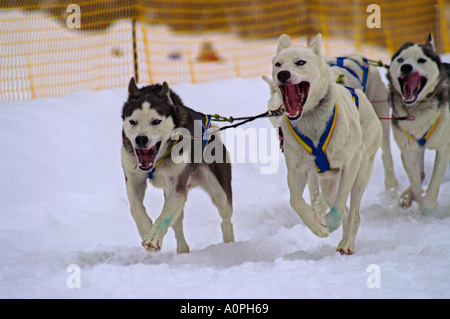 Sci di fondo husky racing nel Parco Nazionale Nizke Tatry, Slovacchia, quattro cani Foto Stock