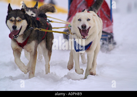 Sci di fondo nel Parco Nazionale Nizke Tatry, Slovacchia, tre cani tirando Foto Stock