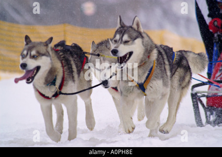 Sci di fondo nel Parco Nazionale Nizke Tatry, Slovacchia, tre cani tirando Foto Stock