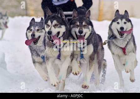 Lo sci di fondo e husky racing in Donovaly nel Parco Nazionale Nizke Tatry, Slovacchia, quattro sorridenti cani jumping Foto Stock