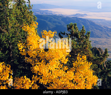 Aspen sul Sandia Peak Santa Fe National Forest New Mexico Foto Stock