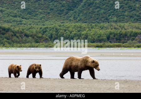 Orso grizzly femmina con i cuccioli Ursos arctos nelle zone costiere creek Katmai Alaska STATI UNITI D'AMERICA AGOSTO Foto Stock