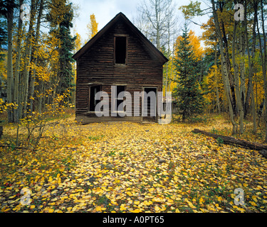 Aspen foglie in Ironton Ironton città fantasma Colorado Foto Stock