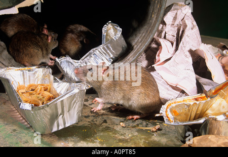 Brown ratti Rattus norvegicus approfittando di scartato cibo nei pressi di cibo take away uscita in ambiente urbano Foto Stock