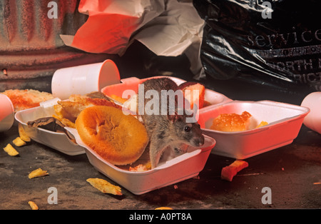 Brown ratti Rattus norvegicus approfittando di scartato cibo nei pressi di cibo take away uscita in ambiente urbano Foto Stock