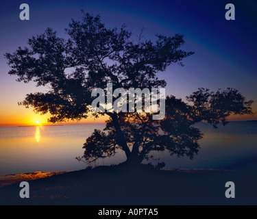 Mangrovia nera Florida Bay a Falmingo Everglades National Park Florida Foto Stock