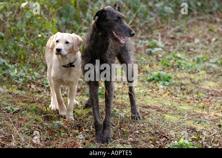 Giovani piccolo giallo labrador retriever prima croce si erge accanto al suo amico e protettore di un grande cervo scozzese hound Lurcher Foto Stock