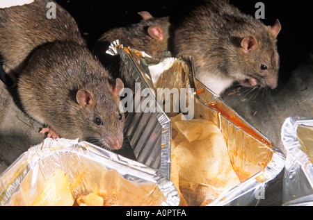 Brown ratti Rattus norvegicus approfittando di scartato cibo nei pressi di cibo take away uscita in ambiente urbano Foto Stock