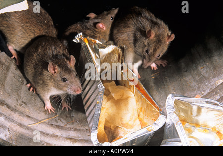 Brown ratti Rattus norvegicus approfittando di scartato cibo nei pressi di cibo take away uscita in ambiente urbano Foto Stock