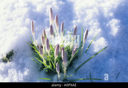 Crochi crescente nella neve agli inizi della primavera Foto Stock