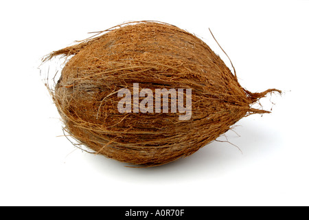 Ancora la vita di un cocco isolato su uno sfondo bianco Foto Stock