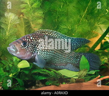 Jack Dempsey Foto Stock