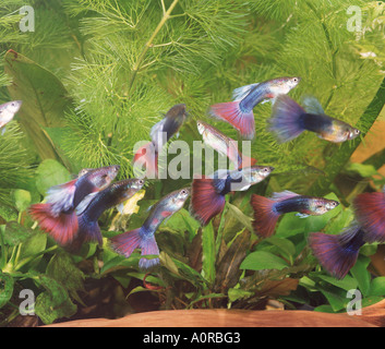 Guppy Foto Stock