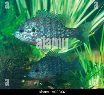 Semi di zucca Sunfish Foto Stock