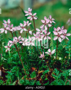 Piccolo-Cranesbill fiorito Foto Stock