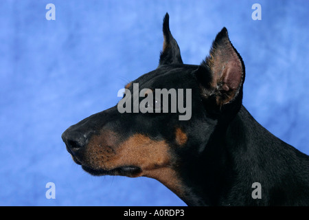 Dobermann / Dobermann Foto Stock