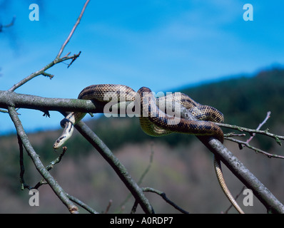 Quattro-rigato Snake / quattro-rigato Ratsnake Foto Stock